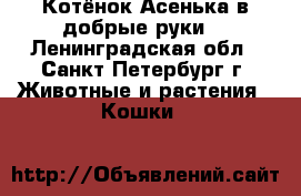 Котёнок Асенька в добрые руки! - Ленинградская обл., Санкт-Петербург г. Животные и растения » Кошки   